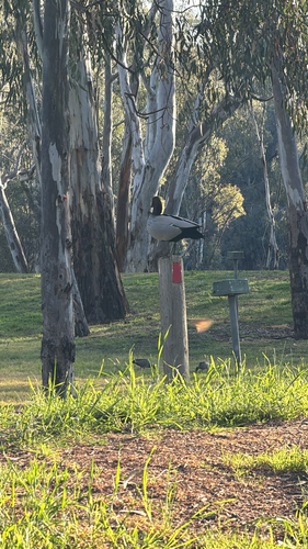 Australian Wood Duck