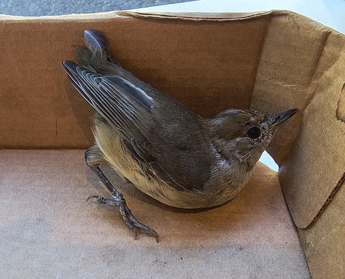 Eurasian Blackcap