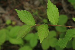 Ulmus pumila