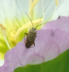 Polymerus
