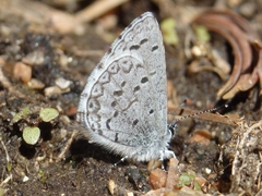 Celastrina echo sidara