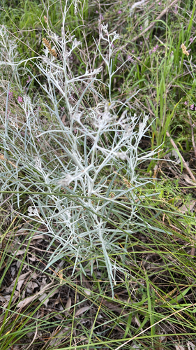 cotton burnweed