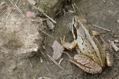Moor Frog