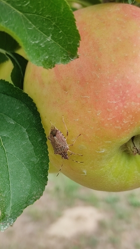 Brown Marmorated Stink Bug