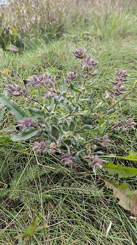 Brown Monkwort