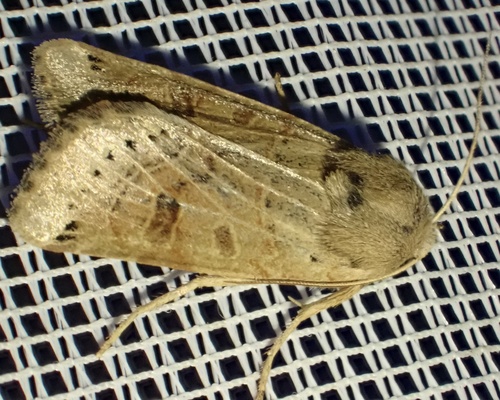Lunar Underwing, Lange Dreef, Culemborg, Gelderland, NL, photo 8 of 10