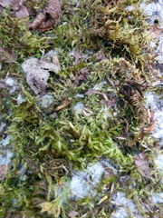 Homalothecium aureum