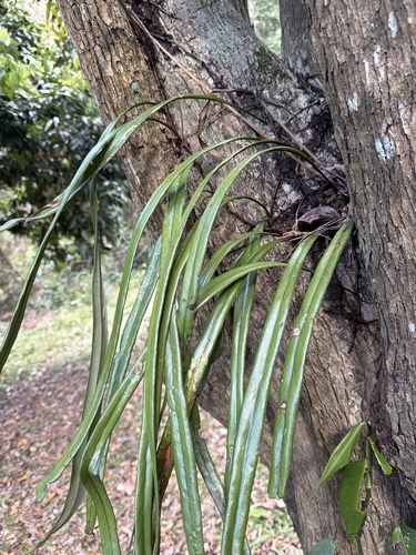 Pyrrosia longifolia