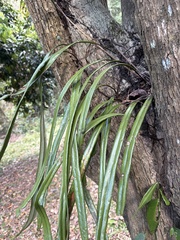 Pyrrosia longifolia