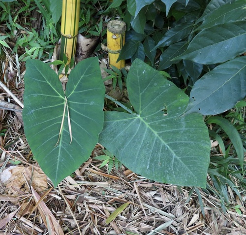 Xanthosoma robustum, 2026-09-18