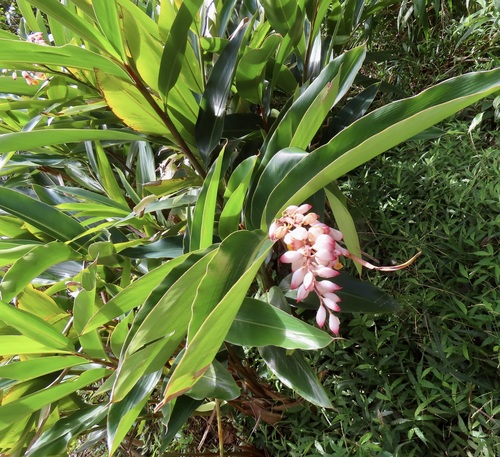 Alpinia zerumbet observed 2026-09-18
