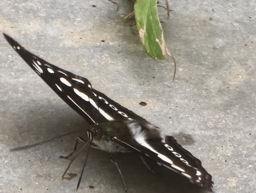 Studded Sergeant