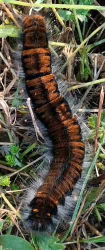 Fox Moth