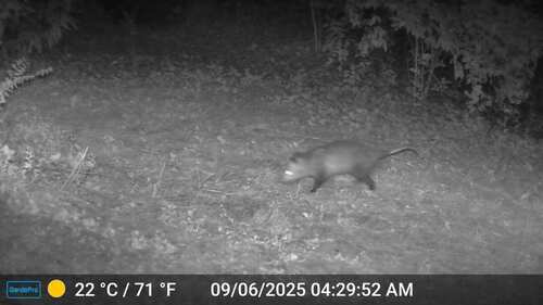 Virginia Opossum