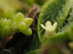 (c) Emily Roberts, some rights reserved (CC BY) Myosotis brevis, photograph (c) Emily Roberts, some rights reserved (CC BY)