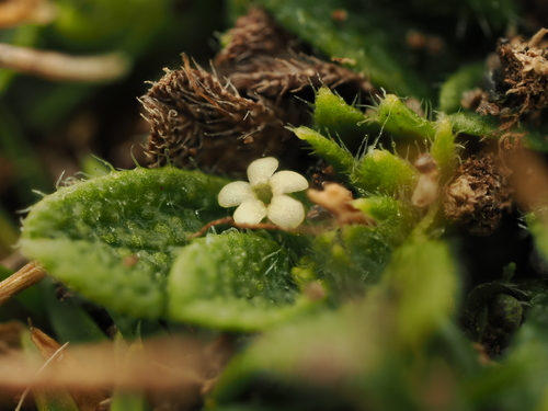 Myosotis brevis, photograph 4