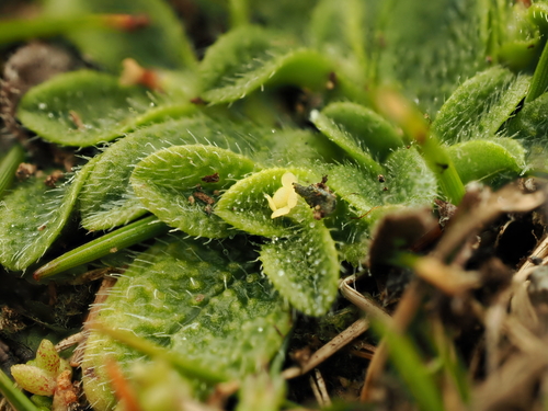 Myosotis brevis, photograph 5