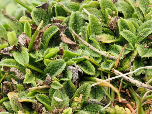 Myosotis brevis, photograph 6