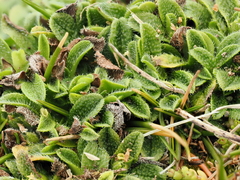 Myosotis brevis, photograph (c) Emily Roberts, some rights reserved (CC BY)