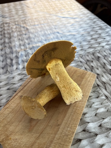 Velvet Bolete