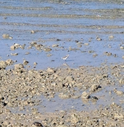 Kentish Plover