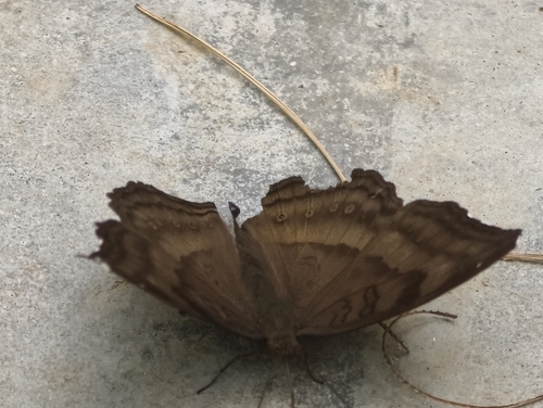 Chocolate Pansy