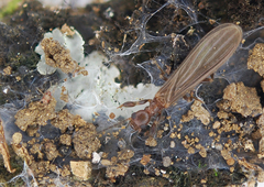 Oligotoma humbertiana