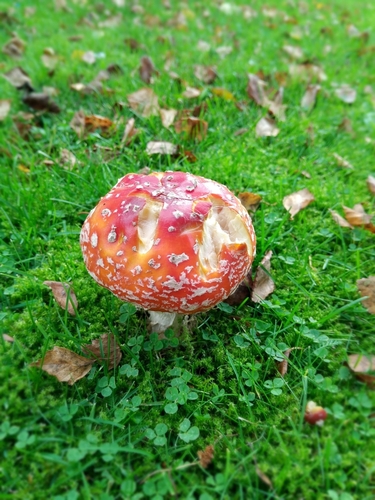 Fly Agaric