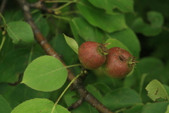 Pyrus ussuriensis