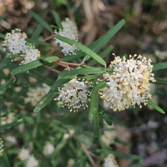 Phebalium squamulosum, photograph (c) ronavery, some rights reserved (CC BY)