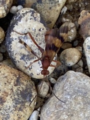 Compsocryptus texensis