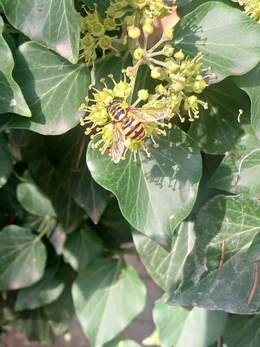 Yellow-haired Sun Fly