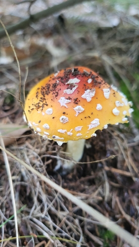 Fly Agaric