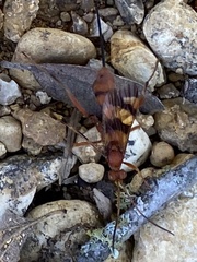 Compsocryptus texensis