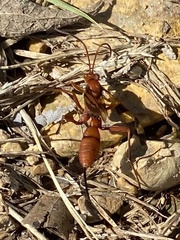 Compsocryptus texensis