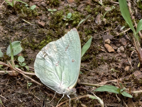 Lemon Migrant