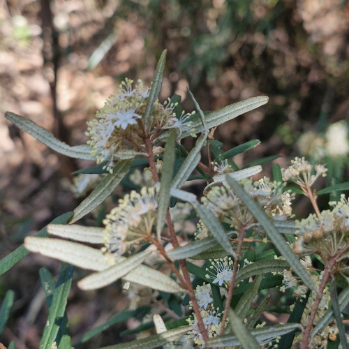 Phebalium squamulosum, photograph 6