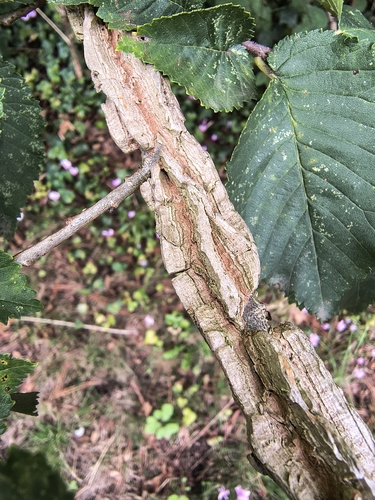 Ulmus minor, photograph 3