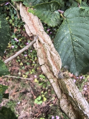 Ulmus minor, photograph (c) Tracy Gould, some rights reserved (CC BY)
