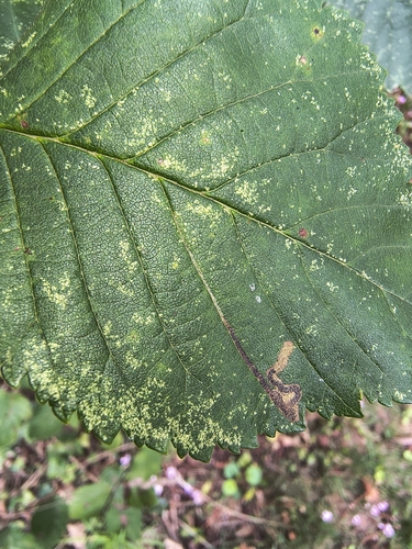 Ulmus minor, photograph 4