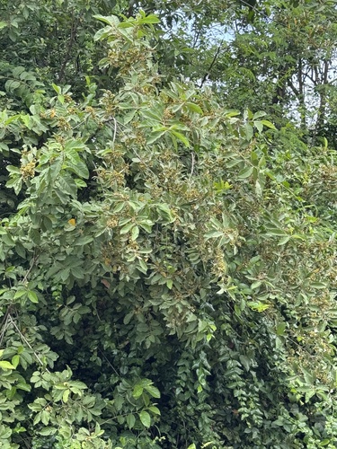Combretum quadrangulare observed 2026-09-19