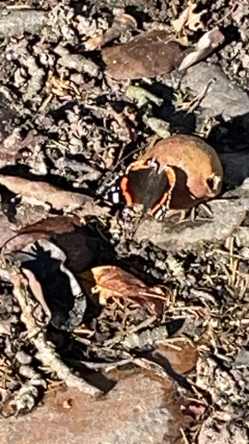 Red Admiral