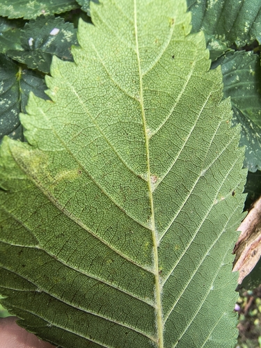 Ulmus minor, photograph 6