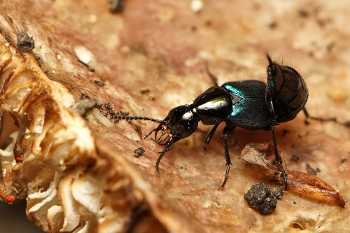 Blue-winged Rove Beetle