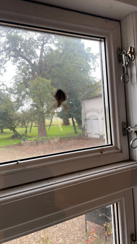 Cross Orbweaver
