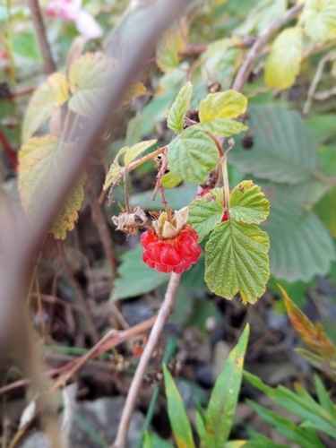 red raspberry