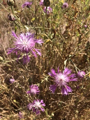 Centaurea diluta