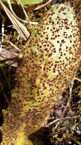 Puccinia hypochoeridis observed 2026-09-19