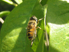 Eristalis cerealis