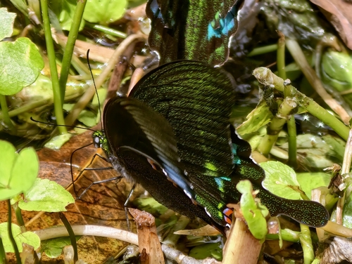 Paris Peacock Swallowtail